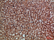 Immunohistochemical analysis of paraffin-embedded human-liver, antibody was diluted at 1:200
