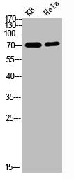 Western blot analysis of 293T VEC lysate, antibody was diluted at 500. Secondary antibody was diluted at 1:20000