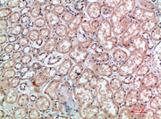 Immunohistochemical analysis of paraffin-embedded human-kidney, antibody was diluted at 1:200