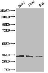 Western Blot Positive WB detected in: recombinant protein All lanes: G Antibody at 1:1000 Secondary Goat polyclonal to rabbit IgG at 1/50000 dilution Predicted band size: 35 kDa Observed band size: 35 kDa
