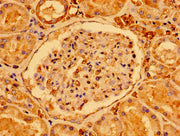 Immunohistochemistry of paraffin-embedded human kidney tissue using CSB-PA406800LA01HU at dilution of 1:100