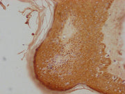 IHC image of CSB-PA408988LA01HU diluted at 1:100 and staining in paraffin-embedded human skin tissue performed on a Leica BondTM system. After dewaxing and hydration, antigen retrieval was mediated by high pressure in a citrate buffer (pH 6.0). Se...