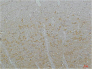Immunohistochemical analysis of paraffin-embedded Rat Brain Tissue using Cav3.3Rabbit pAb diluted at 1:200.