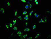 Immunofluorescence staining of SH-SY5Y cells with CSB-PA415667LA01HU at 1:33, counter-stained with DAPI. The cells were fixed in 4% formaldehyde, permeabilized using 0.2% Triton X-100 and blocked in 10% normal Goat Serum. The cells were then incub...