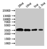Western Blot Positive WB detected in: recombinant protein All lanes:Outer capsid glycoprotein VP7 Antibody at 1:1000 Secondary Goat polyclonal to rabbit IgG at 1/50000 dilution Predicted band size: 36 kDa Observed band size: 36 kDa