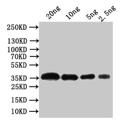 Western Blot Positive WB detected in: recombinant protein All lanes:Outer capsid glycoprotein VP7 Antibody at 1:1000 Secondary Goat polyclonal to rabbit IgG at 1/50000 dilution Predicted band size: 36 kDa Observed band size: 36 kDa