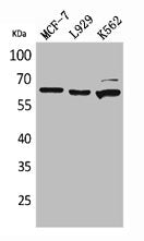Western Blot analysis of MCF7 L929 K562 cells using CD73 Polyclonal Antibody