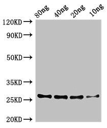 Western Blot Positive WB detected in Recombinant protein All lanes: zapA antibody at 3.2µg/ml Secondary Goat polyclonal to rabbit IgG at 1/50000 dilution Predicted band size: 26 kDa Observed band size: 26 kDa