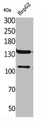 Western Blot analysis of HepG2 cells using SHIP-2 Polyclonal Antibody