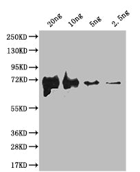 Western Blot Positive WB detected in Recombinant protein All lanes: fliC antibody at 1:2000 Secondary Goat polyclonal to rabbit IgG at 1/50000 dilution Predicted band size: 67.3 kDa Observed band size: 68 kDa