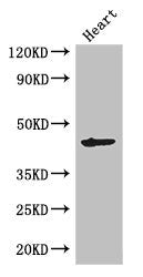 Western Blot Positive WB detected in: Mouse heart tissue All lanes: MEI4 antibody at 2.7ug/ml Secondary Goat polyclonal to rabbit IgG at 1/50000 dilution Predicted band size: 45 kDa Observed band size: 45 kDa