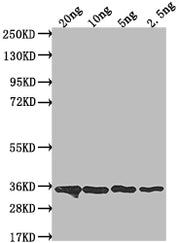 Western Blot Positive WB detected in Recombinant protein All lanes: csn antibody at 1:2000 Secondary Goat polyclonal to rabbit IgG at 1/50000 dilution Predicted band size: 33.4 kDa Observed band size: 35 kDa