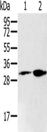 Gel: 10%SDS-PAGE, Lysate: 40 ug, Lane 1-2: 293T cells, K562 cells, Primary antibody: CSB-PA436143(RNLS Antibody) at dilution 1/200, Secondary antibody: Goat anti rabbit IgG at 1/8000 dilution, Exposure time: 1 minute