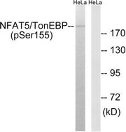Western blot analysis of extracts from HeLa cells, treated with forskolin (40nM, 30mins), using NFAT5/TonEBP (Phospho-Ser155) antibody. The lane on the right is treated with the synthesized peptide.