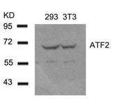 Western blot analysis of extracts from 293 and 3T3 cells using ATF2(Ab-62 or 44) Antibody.