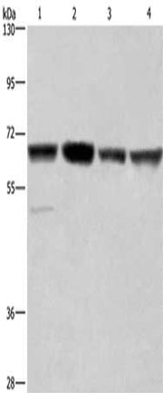 Gel: 6%SDS-PAGE, Lysate: 40 ug, Lane 1-4: Hela cells, Jurkat cells, K562 cells, HUVEC cells, Primary antibody: CSB-PA437916(GLYR1 Antibody) at dilution 1/350, Secondary antibody: Goat anti rabbit IgG at 1/8000 dilution, Exposure time: 40 seconds