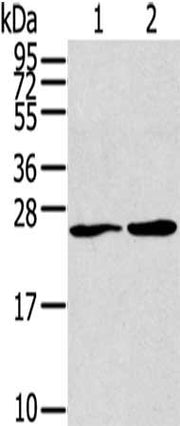 Gel: 12%SDS-PAGE,Lysate: 40 ug,Lane 1-2: Jurkat cells, PC3 cells,Primary antibody: CSB-PA438269(ORAI1,Secondary antibody: Goat anti rabbit IgG at 1/8000 dilution,Exposure time: 10 minutes