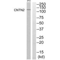 Western blot analysis of extracts from NIH-3T3 cells, using CNTN2 antibody.