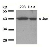 Western blot analysis of extracts from 293 and Hela cells using c-Jun(Ab-91) Antibody.
