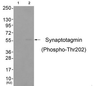 Western blot analysis of extracts from colo cells (Lane 2), using Synaptotagmin (Phospho-Thr202) Antibody. The lane on the left is treated with antigen-specific peptide.