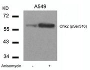 Western blot analysis of extracts from A549 cells untreated or treated with Anisomycin using Chk2(Phospho-Ser516) Antibody.