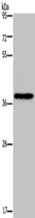 Gel: 8%SDS-PAGE, Lysate: 40 ug, Lane: Mouse kidney tissue, Primary antibody: CSB-PA440349(PCBP4 Antibody) at dilution 1/350, Secondary antibody: Goat anti rabbit IgG at 1/8000 dilution, Exposure time: 5 minutes