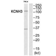Western blot analysis of extracts from HeLa cells, using KCNH3 antibody.