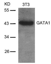 Western blot analysis of extracts from 3T3 cells using GATA1(Ab-142) Antibody.