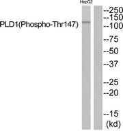 Western blot analysis of extracts from HepG2 cells using PLD1 (Phospho-Thr147) Antibody.The lane on the right is treated with the antigen-specific peptide.