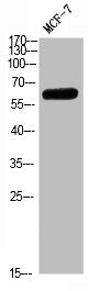 Western blot analysis of MCF7 Cell Lysate, antibody was diluted at 1:1000. Secondary antibody was diluted at 1:20000