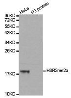 Western blot analysis of extracts of HeLa cell line and H3 protein expressed in E.coli., using H3R2me2a antibody.