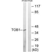 Western blot analysis of extracts from HT-29 cells, treated with serum (20%, 15mins), using TOB1 (Ab-164) antibody.