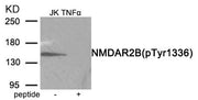 Western blot analysis of extracts from Jurkat cells treated with TNF using Phospho-NMDAR2B (Tyr1336) antibody.The lane on the right is treated with the antigen-specific peptide.