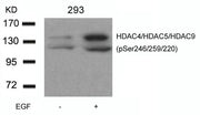 Western blot analysis of extracts from 293 cells untreated or treated with EGF using HDAC4/HDAC5/HDAC9(phospho-Ser246/259/220) Antibody.