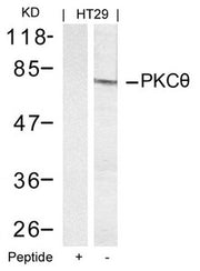 Western blot analysis of extracts from HT29 cells using PKCth(Ab-695) Antibody and the same antibody preincubated with blocking peptide.