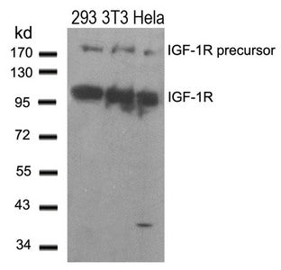 Western blot analysis of extracts from 293,3T3 and Hela cells using IGF-1R(Ab-1280) Antibody.