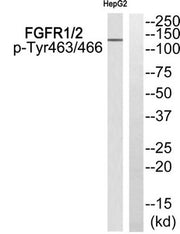 Western blot analysis of extracts from HepG2 cells using FGFR1/2 (Phospho-Tyr463/466) Antibody.The lane on the right is treated with the antigen-specific peptide.