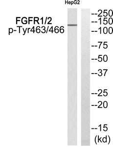 Western blot analysis of extracts from HepG2 cells using FGFR1/2 (Phospho-Tyr463/466) Antibody.The lane on the right is treated with the antigen-specific peptide.