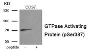 Western blot analysis of extracts from COS7 tissue using GTPase Activating Protein antibody.The lane on the right is treated with the antigen-specific peptide.