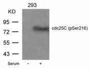 Western blot analysis of extracts from 293 cells untreated or treated with serum using cdc25C(Phospho-Ser216) Antibody.