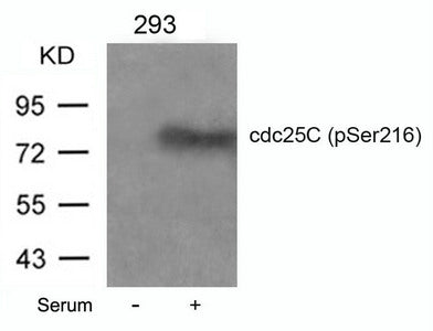 Western blot analysis of extracts from 293 cells untreated or treated with serum using cdc25C(Phospho-Ser216) Antibody.