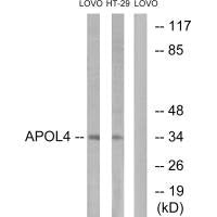 Western blot analysis of extracts from LOVO cells and HT-29cells, using APOL4 antibody.