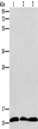 Gel: 12%SDS-PAGE, Lysate: 40 ug, Lane 1-3: Jurkat cells, K562 cells, Raji cells, Primary antibody: CSB-PA445027(RPS27 Antibody) at dilution 1/350, Secondary antibody: Goat anti rabbit IgG at 1/8000 dilution, Exposure time: 10 seconds
