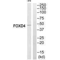 Western blot analysis of extracts from NIH-3T3 cells, using FOXD4 antibody.