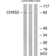Western blot analysis of extracts from LOVO cells and K562 cells, using CHSS2 antibody.