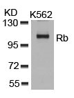 Western blot analysis of extracts from K562 cells using Rb(Ab-807) Antibody.