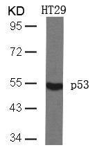Western blot analysis of extracts from HT29 cells using p53(Ab-46) Antibody.