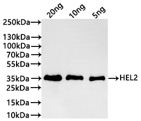 Western Blot Positive WB detected in: recombinant protein All lanes:HEL2 Antibody at 1:1000 Secondary Goat polyclonal to rabbit IgG at 1/20000 dilution Predicted band size: 34.4 kDa Observed band size: 35 kDa