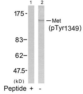 Western blot analysis of extracts from HepG2 cells using Met(Phospho-Tyr1349) Antibody(Lane 2) and the same antibody preincubated with blocking peptide(Lane1).