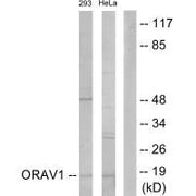 Western blot analysis of extracts from 293 cells and HeLa cells, using ORAV1 antibody.